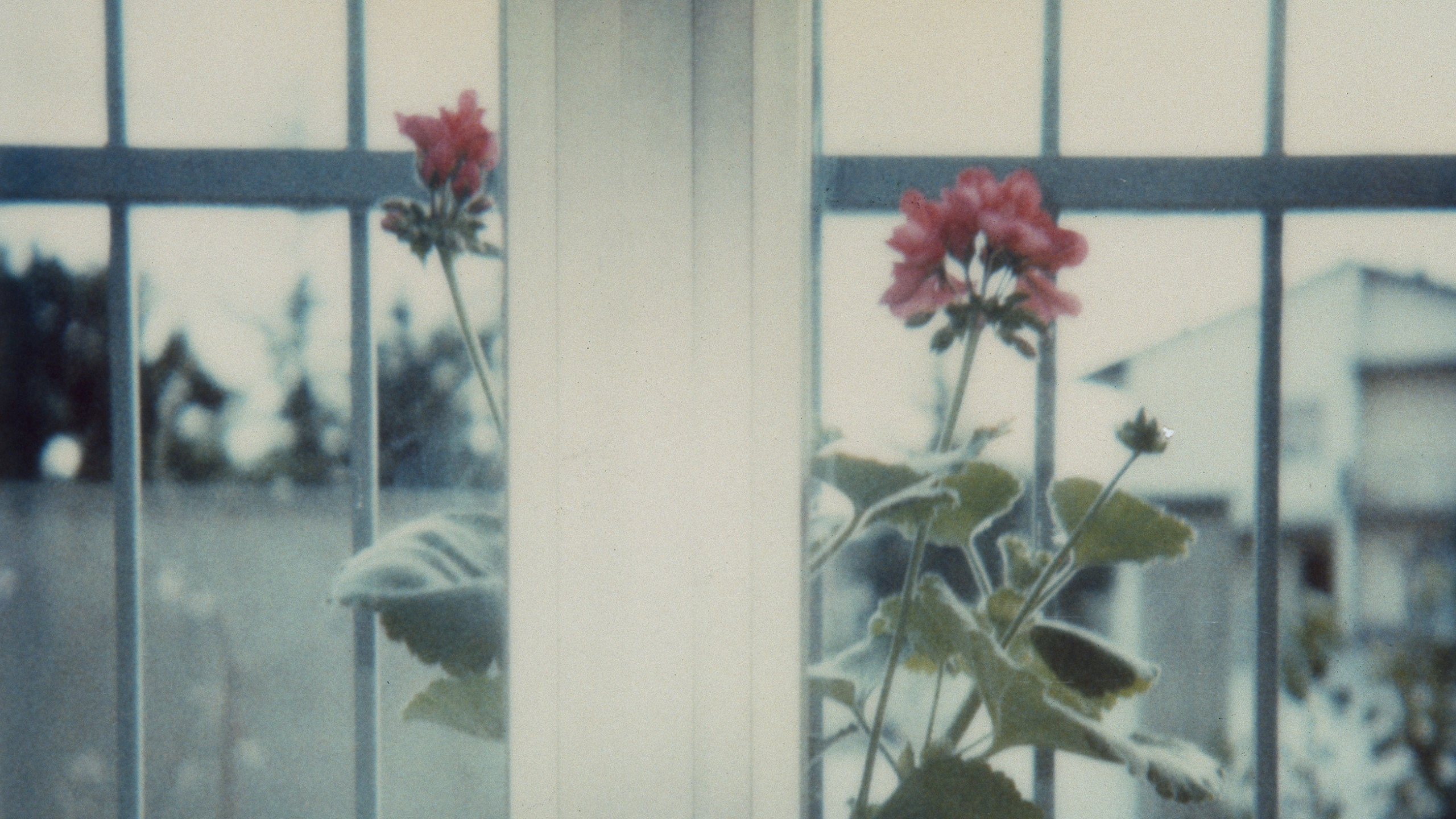 Luigi Ghirri, Modena (1980), dettaglio. Courtesy Fondazione Luigi Ghirri